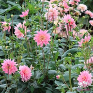 Gerrie Hoek Dahlia Tuber