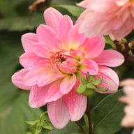 Gerrie Hoek Dahlia Tuber