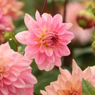 Gerrie Hoek Dahlia Tuber