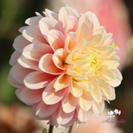 Giovanna Dahlia Tuber