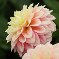 Giovanna Dahlia Tuber