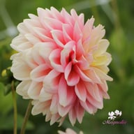 Giovanna Dahlia Tuber