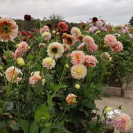 Giovanna Dahlia Tuber