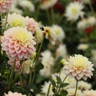 Giovanna Dahlia Tuber