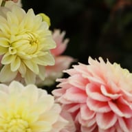 Giovanna Dahlia Tuber