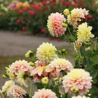 Giovanna Dahlia Tuber