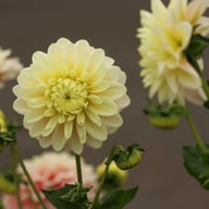 Giovanna Dahlia Tuber
