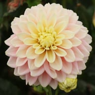 Giovanna Dahlia Tuber