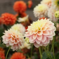 Giovanna Dahlia Tuber