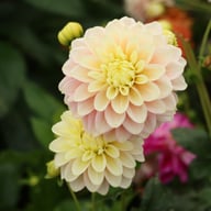 Giovanna Dahlia Tuber