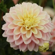 Giovanna Dahlia Tuber