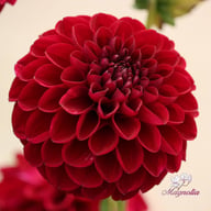 Gipsy Night Dahlia Tuber