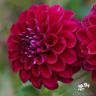 Gipsy Night Dahlia Tuber