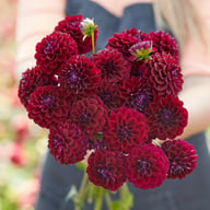 Gipsy Night Dahlia Tuber