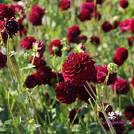 Gipsy Night Dahlia Tuber