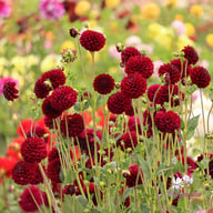 Gipsy Night Dahlia Tuber