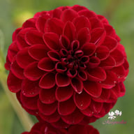 Gipsy Night Dahlia Tuber