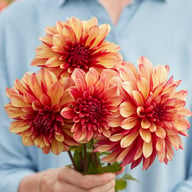 Gitt's Crazy Dahlia Tuber