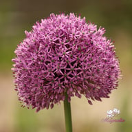 Gladiator Allium Bulb