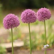 Gladiator Allium Bulb
