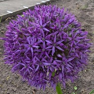 Globemaster Allium Bulb