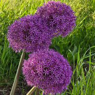 Globemaster Allium Bulb