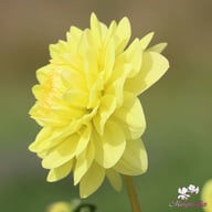Glory van Heemstede Dahlia Tuber