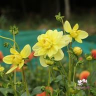 Glory van Heemstede Dahlia Tuber