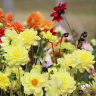 Glory van Heemstede Dahlia Tuber