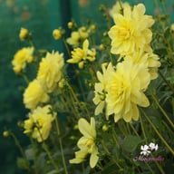Glory van Heemstede Dahlia Tuber