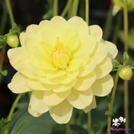 Glory van Heemstede Dahlia Tuber