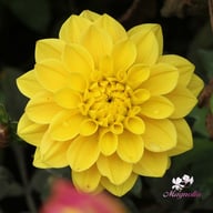 Glossy Bravia Dahlia Tuber