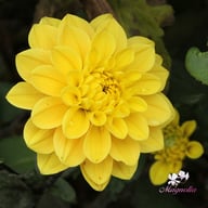 Glossy Bravia Dahlia Tuber