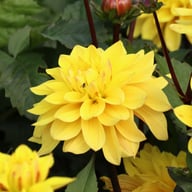 Glossy Bravia Dahlia Knöl