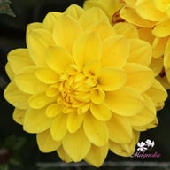 Glossy Bravia Dahlia Tuber