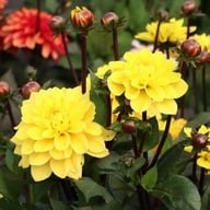 Glossy Bravia Dahlia Knöl