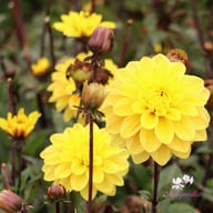 Glossy Bravia Dahlia Tuber