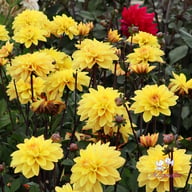 Glossy Bravia Dahlia Tuber