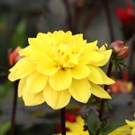 Glossy Bravia Dahlia Knöl