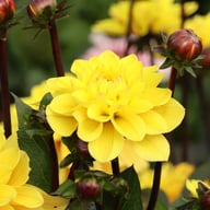 Glossy Bravia Dahlia Knöl