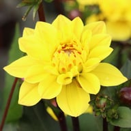 Glossy Bravia Dahlia Knöl
