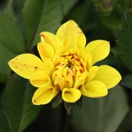 Glossy Bravia Dahlia Knöl