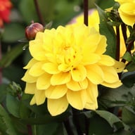 Glossy Bravia Dahlia Knöl