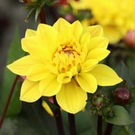 Glossy Bravia Dahlia Knöl