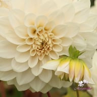 Glossy Carlita Dahlia Knöl
