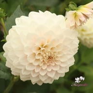 Glossy Carlita Dahlia Knöl
