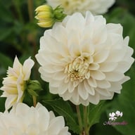 Glossy Carlita Dahlia Knöl