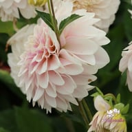 Glossy Carlita Dahlia Knöl