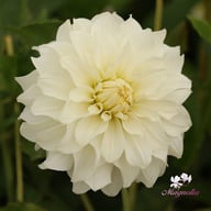 Glossy Florentine Dahlia Tuber