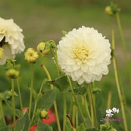 Glossy Florentine Dahlia Tuber